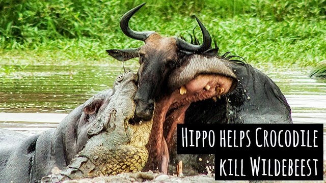 What is the difference between a hippo and crocodile?